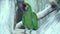 Green macaw ara parrot with a huge beak sit on branch and looks at the camera close-up