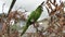 Green macaw parrot in aviary bouncing on branch. Closeup.