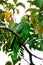 Green Macaw Parrot, Costa Rica