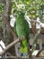 Green macaw parrot perched on a tree limb