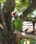 Green macaw parrot on a tree limb