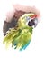 Green Macaw Watercolor Exotic Bird Illustration Hand Drawn