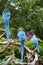 Green Macaws on branch