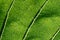 green macro image of leaves transparency