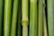 Green macro rye stalks that look like stacked bamboo sticks