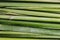 Green macro rye stalks that look like stacked bamboo sticks