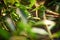 Green Madagascar gecko drinking dew