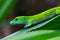 Green Madagascar giant day gecko phelsuma grandis on leaf
