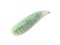 Green maggot isolated white background. Macro