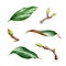 Green magnolia leaves watercolor set. Hand drawn close up magnolia tree elements. Natural spring leaf and bud botanical illustrati
