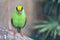 Green Magpie Bird Front View