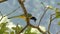 Green Magpie Cyanocorax yncas eating