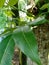 Green mahogany leaves in the nature background