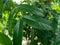 Green mahogany leaves in the nature background