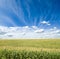 Green maize field