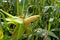 Green maize field