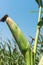 Green maize on stem