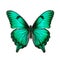 Green malachite butterfly isolated on transparent white background, beautiful green butterfly with glossy wings flying over white