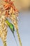 Green Malachite Sunbird breeding male Nectarinia famosa feeding on aloe Western Cape, South Africa