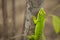 Green male giant daily Geko lizard on a tree in Madagascar