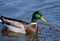 Green Mallard Drake Duck on Blue Pond