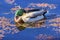 Green Mallard Duck Algae Juanita Bay Park Lake Washington Kirkland Washiington