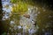 Green mallard duck and a brown duck swimming in the Glamorganshire Canal local nature reserve