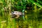 Green Mallard Duck Lake Sammimish State Park Issaquah Washington