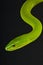 Green mamba