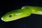 Green mamba