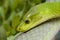 Green mamba