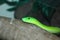 Green Mamba snake