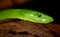 Green Mamba snake