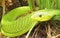 Green Mamba Snake closeup