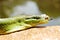 Green Mamba Snake With a Taped Mouth