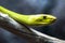 Green mamba up close on a branch