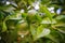 Green mandarin fruit grows on a branch of a tropical tree.