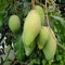 Green Manggo fruit tree plant