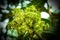 Green Mango Flowers with Blured Background