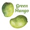 Green mango fruit on white background. Tropical fruit mango hand-painted clipart .
