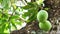 Green mango fruits