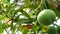 Green mango fruits