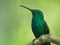Green Mango hummingbird perch
