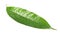 Green mango leaf with water drops