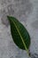 Green mango leaves on the cement floor. Mango leaves as background. Top view.