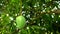 Green Mango on the tree in the farm. water drop on Mango against the background of green leave.