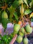 Green Mangoe With Leaf Fruit Mango