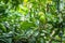 Green mangoes fruit hanging from branch