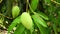 Green mangoes and leaves moving on the tree