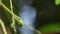 green mangoes on mango tree